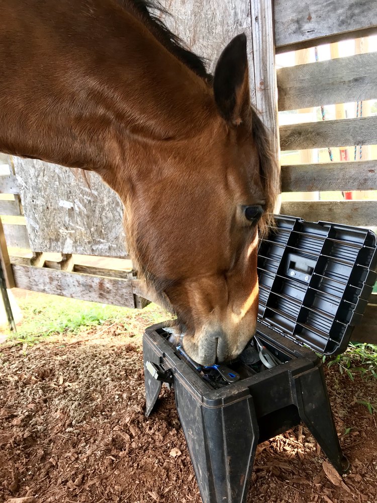 My Horse just ate a plastic bag…Now what???